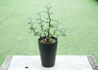 センナ メリディオナリス