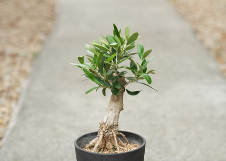盆栽 オリーブ ネバディロブランコ 根上がり
