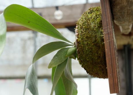 ビカクシダ P. Stella Aeterni (TC)