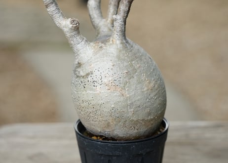 パキポディウム グラキリス