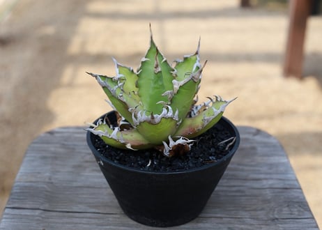 アガベ　チタノタ　レッドキャットウィーズル　Agave titanota Red catweezle