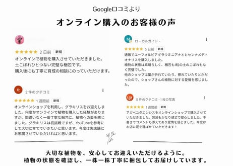 亀甲竜　鉢付き