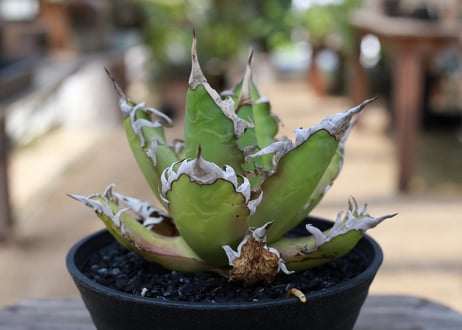 アガベ　チタノタ　レッドキャットウィーズル　Agave titanota Red catweezle