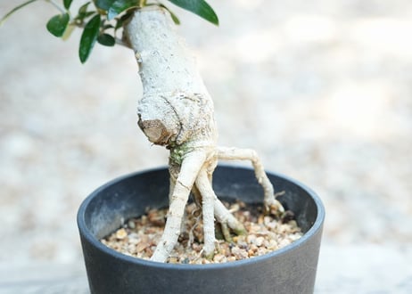 盆栽 オリーブ セントキャサリン 根上がり