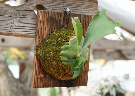 ビカクシダ P. bifurcatum 'Popcorn' (TC)
