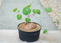 ステファニア セファランタ