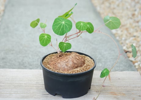 ステファニア セファランタ