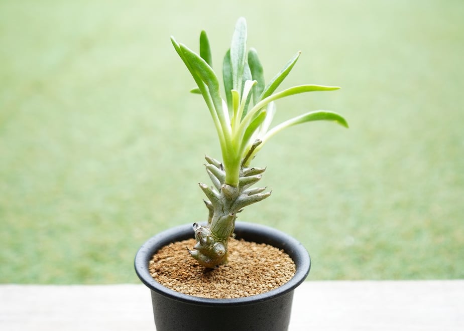 6ae455a9cc61f82d866930a9