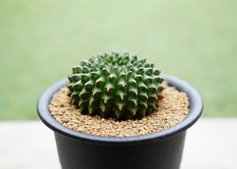 ギムノカリキウム 刺無牡丹玉石化錦