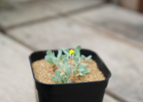 オトンナ カカリオイデス