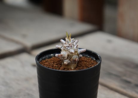 チレコドン ワリチー