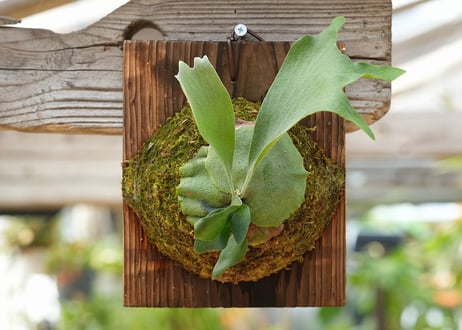 ビカクシダ P. bifurcatum 'Popcorn' (TC)