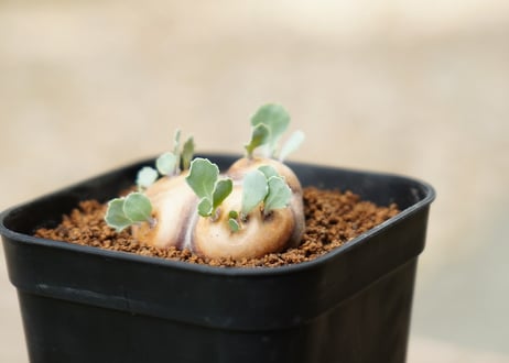 オトンナ カカリオイデス
