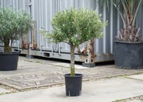 国産オリーブ シプレッシーノ