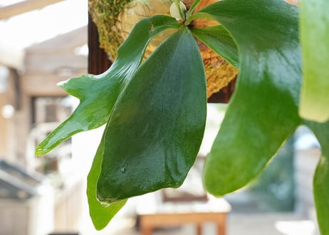 ビカクシダ 'Salmon'(hillii×willinkii)