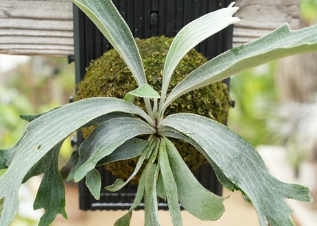 ビカクシダ P. willickii 'Robin' (TC)