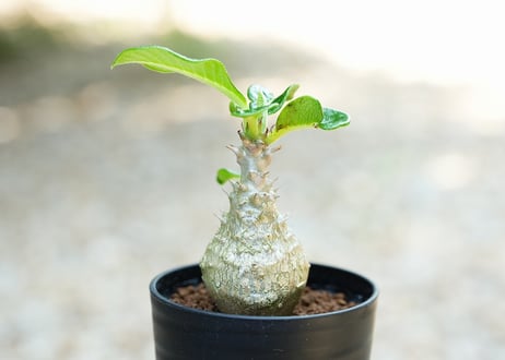 パキポディウム ウィンゾリー 沖縄実生