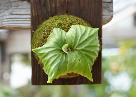 ビカクシダ P. ridleyi 'Saman' (TC)