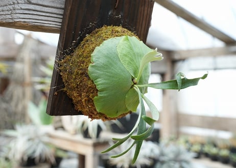 ビカクシダ P. alcicorne dwarf (TC)
