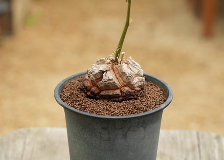亀甲竜