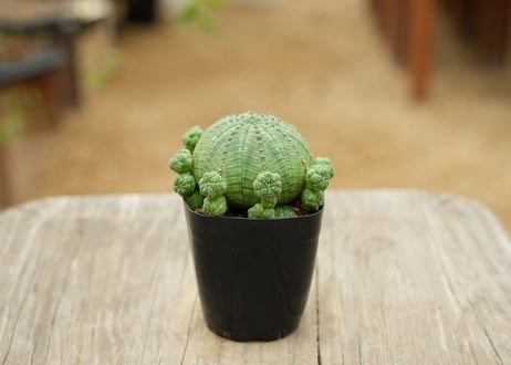 ユーフォルビア 子吹きシンメトリカ