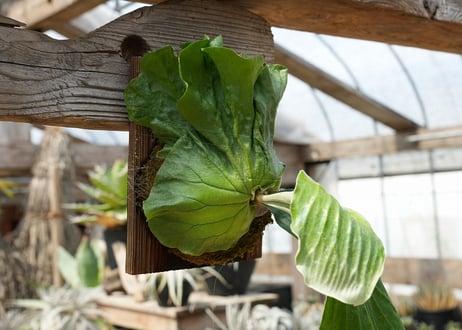ビカクシダ P. elephantotis var. mammuths (TC)