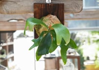 ビカクシダ 'Salmon'(hillii×willinkii)