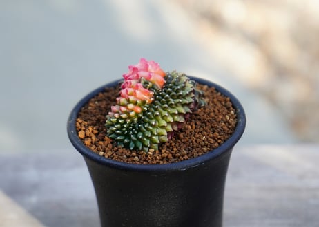 ギムノカリキウム 刺無牡丹玉 錦石化