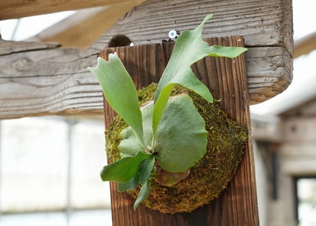 ビカクシダ P. bifurcatum 'Popcorn' (TC)