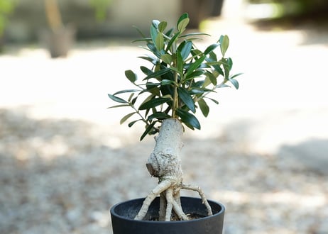 盆栽 オリーブ セントキャサリン 根上がり