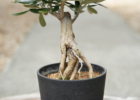 盆栽 オリーブ ルッカ 根上がり