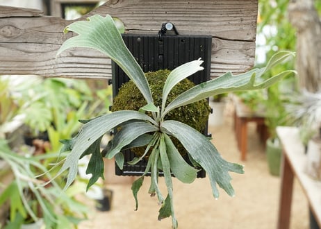 ビカクシダ P. willickii 'Robin' (TC)