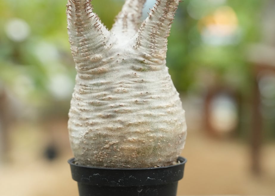 6a72aa06900a511475128917