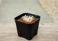 オトンナ カカリオイデス