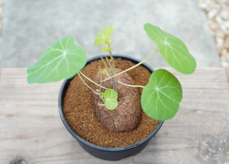 ステファニア セファランタ