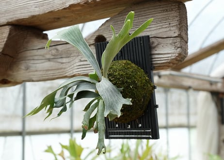 ビカクシダ P. willickii 'Robin' (TC)