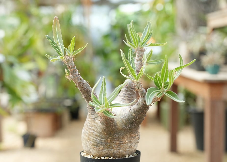 6a6daa0d2514e8c1e587dd7a