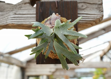 ビカクシダ P. willickii 'Bateria' (TC)
