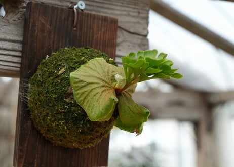 ビカクシダ P. ridleyi 'Dwarf Silvery' (TC)