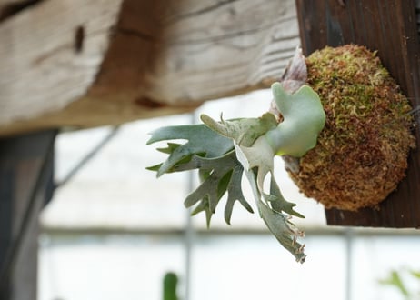 ビカクシダ P. willickii 'Bateria' (TC)