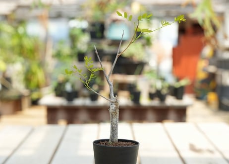 デロニクス プミラ　沖縄実生