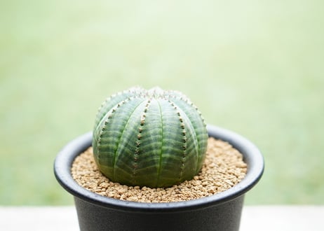 ユーフォルビア オベサ