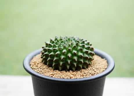 ギムノカリキウム 刺無牡丹玉石化錦