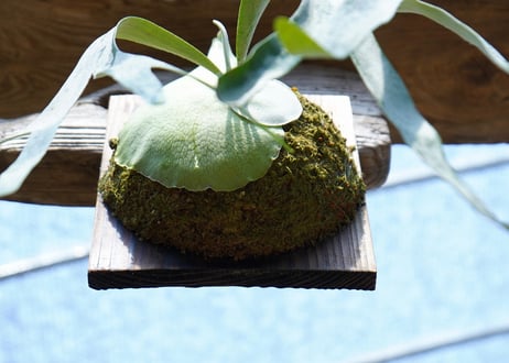 ビカクシダ veitchii