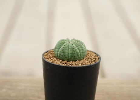 ユーフォルビア オベサ