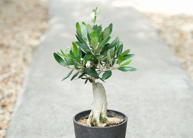 植物 オリーブ ルッカ 観葉植物 オリーブの木 23cm 8号 ルッカ 盆栽