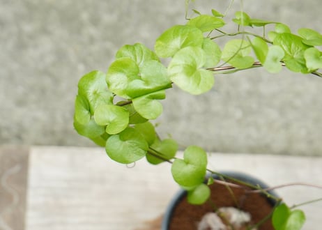 亀甲竜