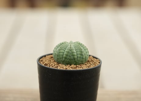 ユーフォルビア オベサ