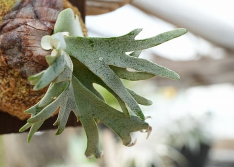 ビカクシダ P. willickii 'Bateria' (TC)