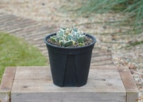 アガベ 白鯨 斑入